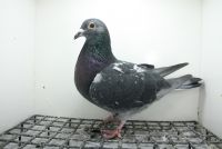 PL-0362-25-9453 Inbred na Super Ciemny  241 z super Asa rozpłodowego !!!!