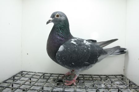 PL-0362-25-9453 Inbred na Super Ciemny  241 z super Asa rozpłodowego !!!!