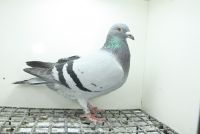 PL-0362-25-9459 Inbred na 241 Top połączenie !!!