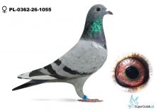 PL-0362-26-1055   Gasperki