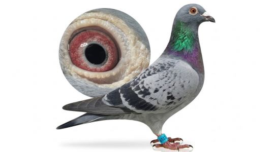 PL-0362-26-6511 samiec
