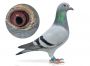 PL-0362-6560 samica