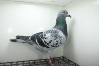 PL-0362-9457 Linia 241 x Pełna siostra Super Ciemny 241 !!!