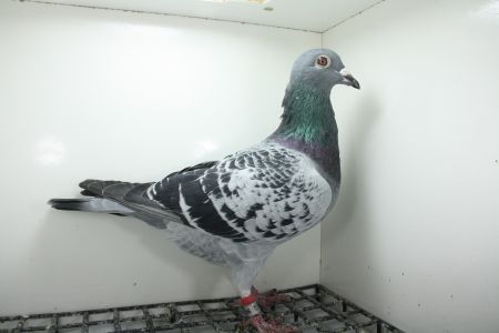 PL-0362-9457 Linia 241 x Pełna siostra Super Ciemny 241 !!!