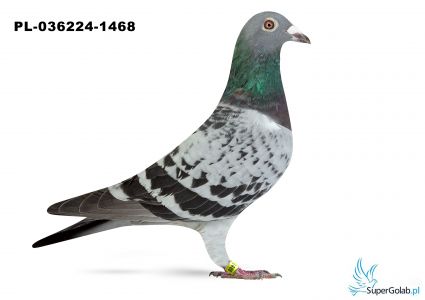 PL-036224-1468 Artur Frąckowiak                                                                            