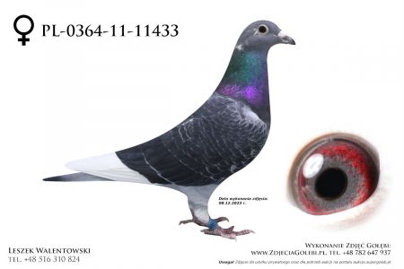 PL-0364-11-11433 - oryg. Grzegorz Maćkowiak, inbred na słynne gołębie braci Geerinckx Wittekop Sylwester oraz Gladiator