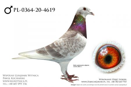 PL-0364-20-4619 - Endriu - edycja ZIMA - późny młody