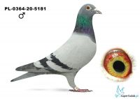 PL-0364-20-5181