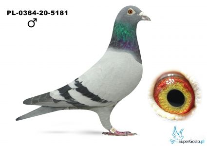 PL-0364-20-5181