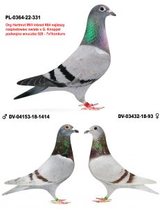 PL-0364-22-331 Linia 520 G.Prange -864  H.WILL