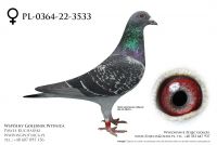 PL-0364-22-3533: Przydrozny Mieczysla, 96 Lotnik min 38m, 51m Gołąb z hodowli: Przydrozny Mieczysla