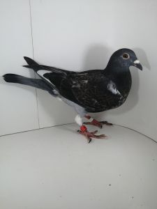 PL-0364-22-356  Inbred Gladiator -Gerinckx