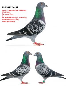 PL-0364-22-4194 Inbred Jan Hooymans  podwojny wnuk Jonge Harry jeden z najepszych  synow Harrego