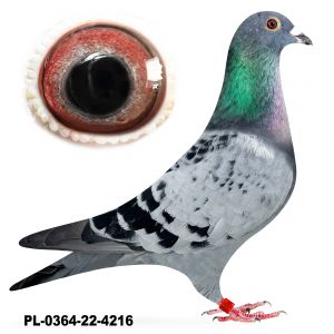 PL-0364-22-4216 Eijerkamp wnuk Turbo Doony 1.NPO 11.179 1. 3.365 3.Prov 7.509 linia Chicago- van Loon