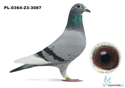 PL-0364-23-3087 Pawłowski Adam Ewa - 14 gołąb z finału