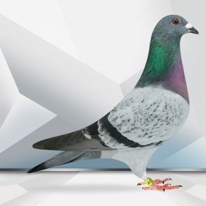 PL-0364-23-5202 Inbred Porsche 911