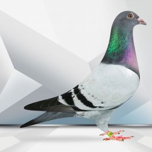 PL-0364-23-5240 Mocny inbred Porsche 911