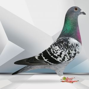 PL-0364-23-5242 100% Koopman Linia MANU linia golebi na WG