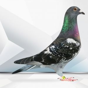 PL-0364-23-5265 Hardy Kroger-PEC corka Milana 6 lotnik Belgii