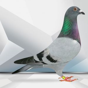 PL-0364-23-5268 Mega inbred ROMARIO Jedna z najlepszych linii na WG