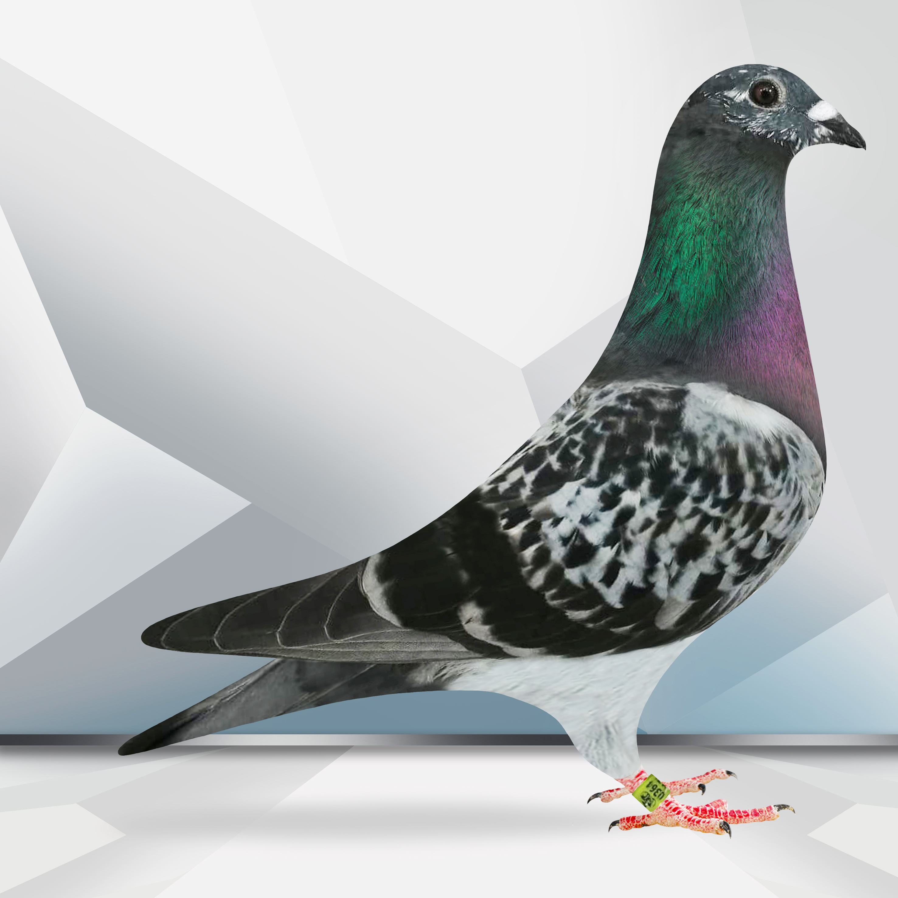 送料込み Nenad Markovic - Kayto PL-0364-23-5298 Linia Jef-New Lureat Batenburg