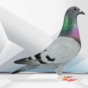 PL-0364-23-5299 Eijerkamp - Wilem de Bruijn