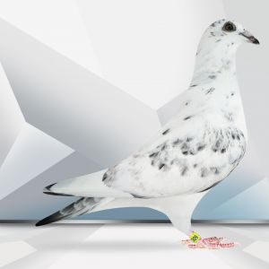 PL-0364-23-5309 Inbred Pitbull 777