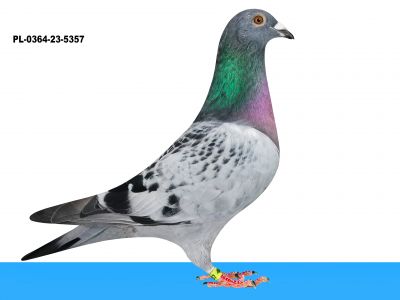 PL-0364-23-5357 Koopman linia Manu Paco