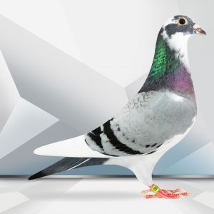 PL-0364-23-5360 Inbred Romario jedna z najlepszych linii na WG