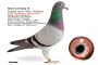PL-0364-23-5378 Inbred Bolt -Olimpiade 003 Leo Heremans Wnuk brata Bolta