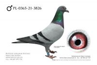 PL-0365-21-3826: Szymański Zbigniew