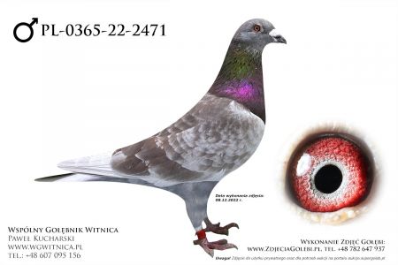 PL-0365-22-2471: Szymanski Zbigniew, min 67m z FINAŁU Gołąb z hodowli: Szymanski Zbigniew