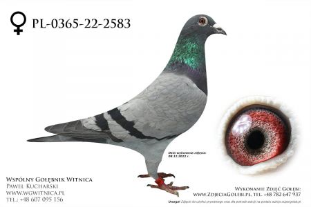 PL-0365-22-2583: Szymanski Zbigniew, min 69m Gołąb z hodowli: Szymanski Zbigniew