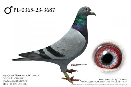 PL-0365-23-3687: Szymanski Zbigniew, 82. Lotnik, m in 35m, 49m