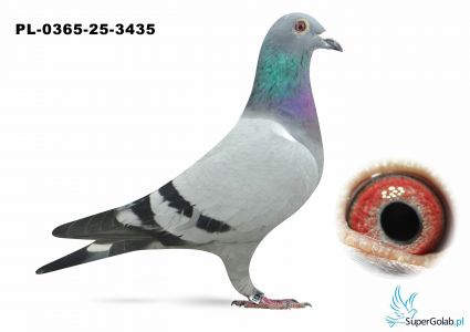 PL.0365-25-3425