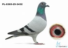 PL.0365-25-3432