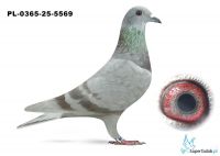 PL-0365-25-5569