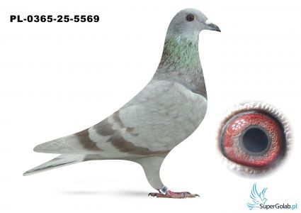 PL-0365-25-5569