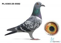 PL-0365-25-5582