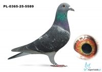 PL-0365-25-5589