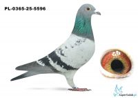 PL-0365-25-5596
