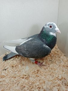 PL-0366-22-4922 Aarden