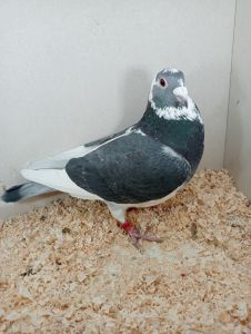 PL-0366-22-4923 Aarden