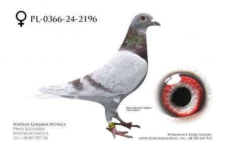 PL-0366-24-2196: Ostropolscy Team, m in 41m z FINAŁU