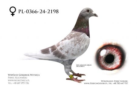 PL-0366-24-2198: Ostropolscy Team