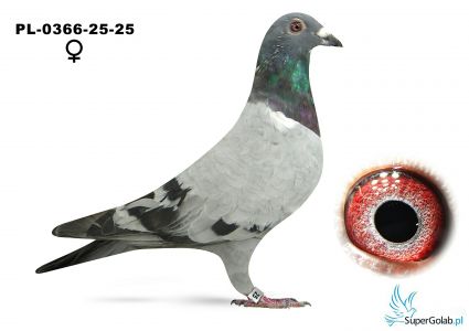 PL-0366-25-25  Jankowy Kazimierz