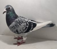 PL-0366-25-4504 - oryg. Artur Naculak - Helios x R. Dawid - samica