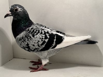 PL-0366-25-4504 - oryg. Artur Naculak - Jaguar x Helios - samica