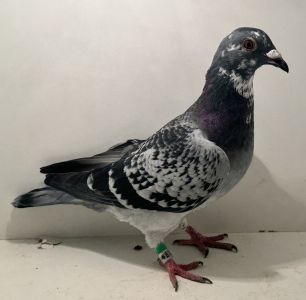 PL-0366-25-4507 - oryg. Artur Naculak - Szkolny - samiec