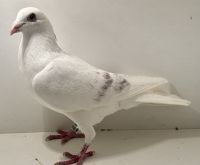 PL-0366-25-4510 - oryg. Artur Naculak - Rumiński x Szkolny - samiec